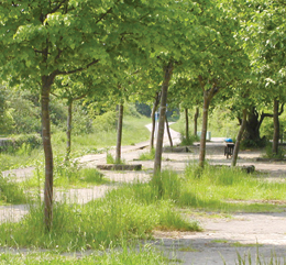 Mangotsfield trees